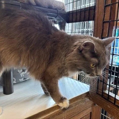 Pandora & Panda thumbnail 2