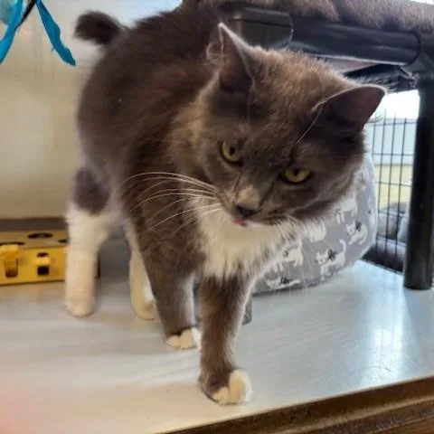 Pandora & Panda thumbnail 3