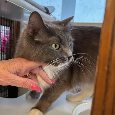 Pandora & Panda thumbnail 4