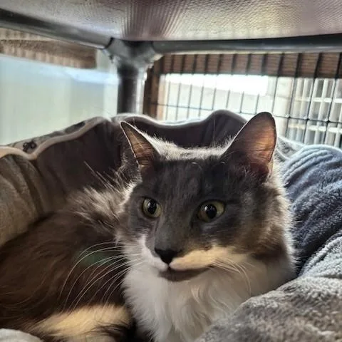 Pandora & Panda thumbnail 5