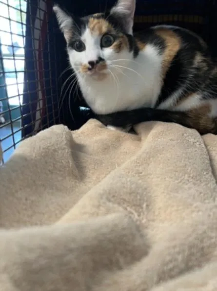 An adult medium-sized female Domestic Short Hair cat named Manchas for adoption in Chatsworth, CA