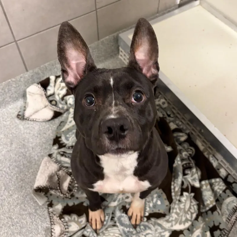 An adult medium-sized female Black Mixed Breed dog named Clove for adoption in Hinsdale, IL