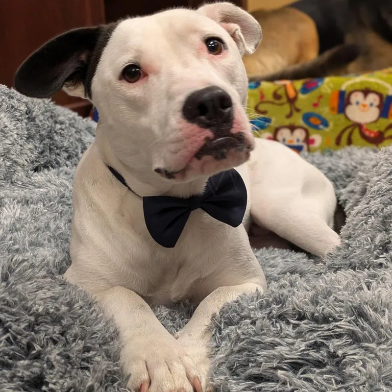 A young medium-sized male White / Cream Mixed Breed dog named Jasper for adoption in Fulton, TX