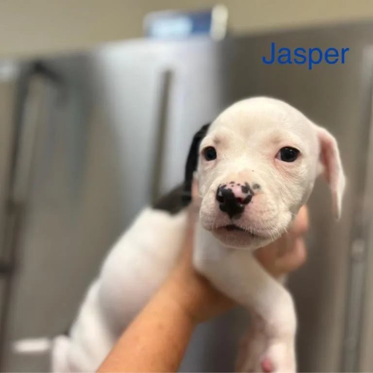 Jasper thumbnail 2