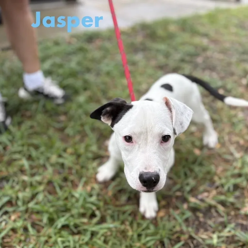 Jasper thumbnail 4