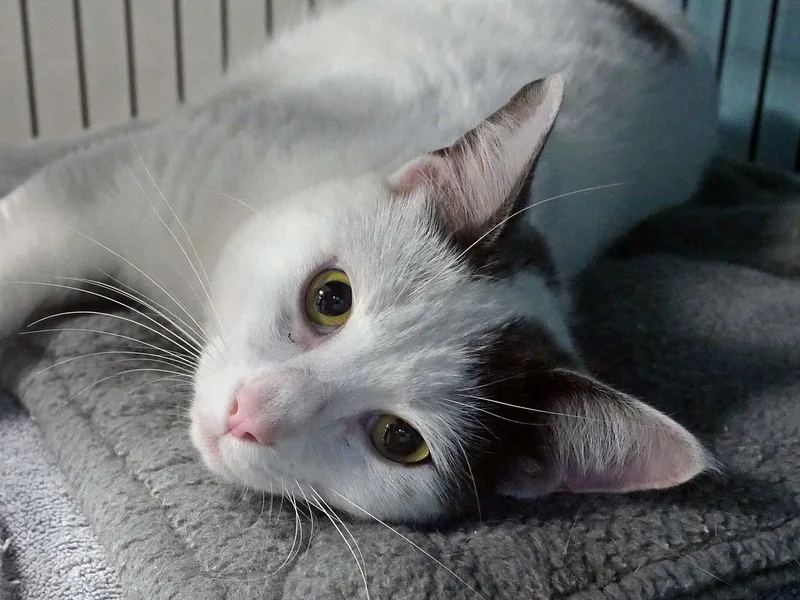 A young small-sized male Domestic Short Hair cat named O'Reilly for adoption in Bloomingdale, NJ
