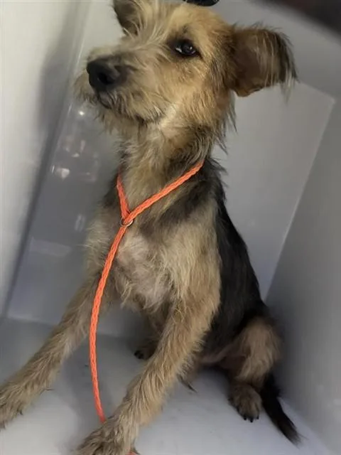 An adult large-sized male Border Terrier dog named A for adoption in Houston, TX