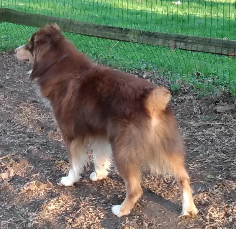 Mackintosh  Nickname Tosh thumbnail 2