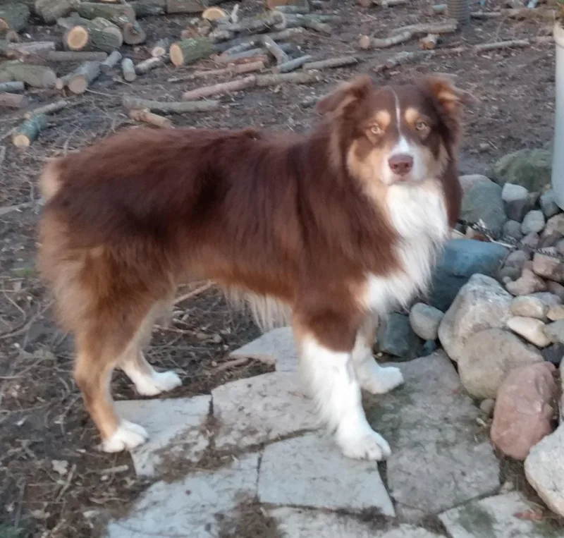 An adult medium-sized male Australian Shepherd dog named Mackintosh  Nickname Tosh for adoption in Lansing, MI