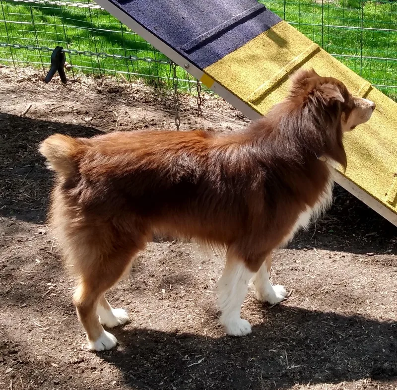 Mackintosh  Nickname Tosh thumbnail 3