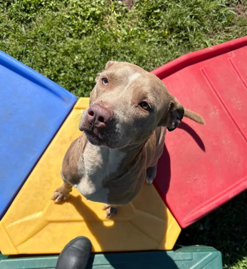 An adult large-sized female Mixed Breed dog named Luna for adoption in Bossier City, LA