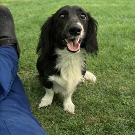 A young small-sized male Black Dachshund (Long Haired) dog named Big Mac for adoption in Jacksonville, NC