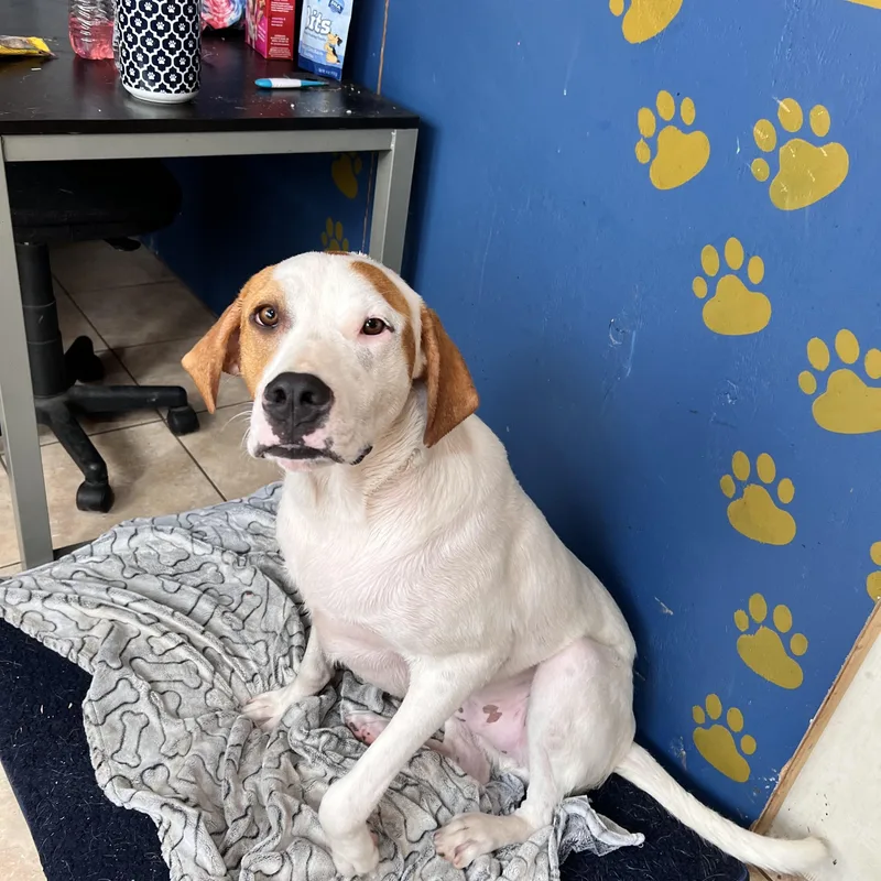 Linus Latte thumbnail 3