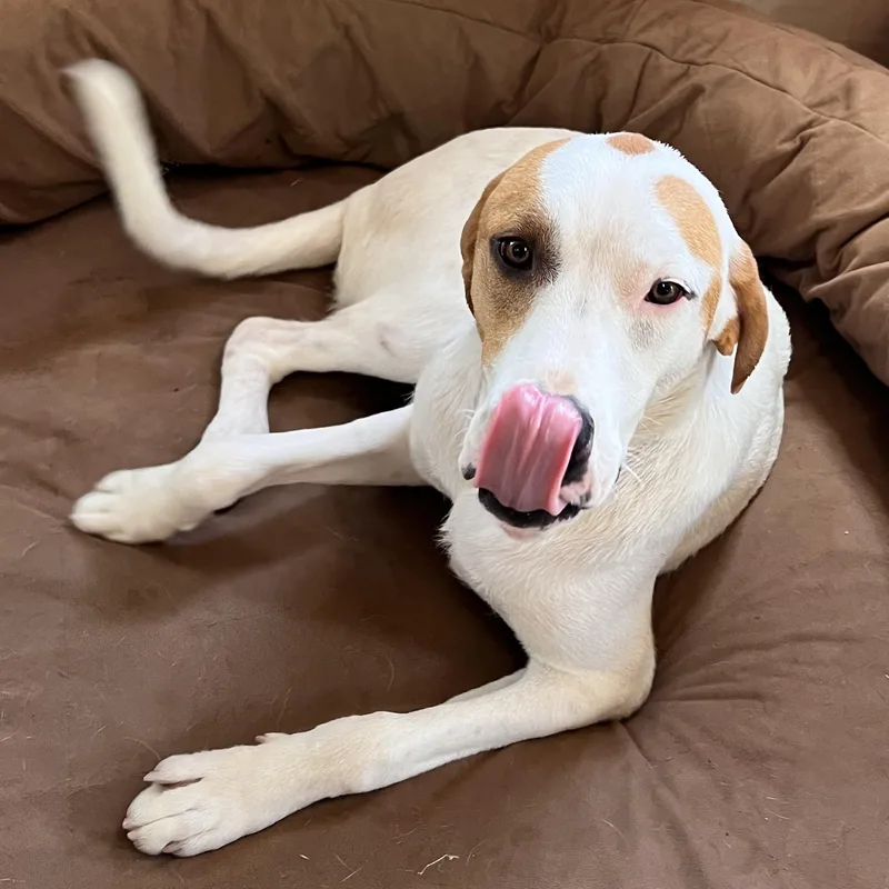 Linus Latte thumbnail 4