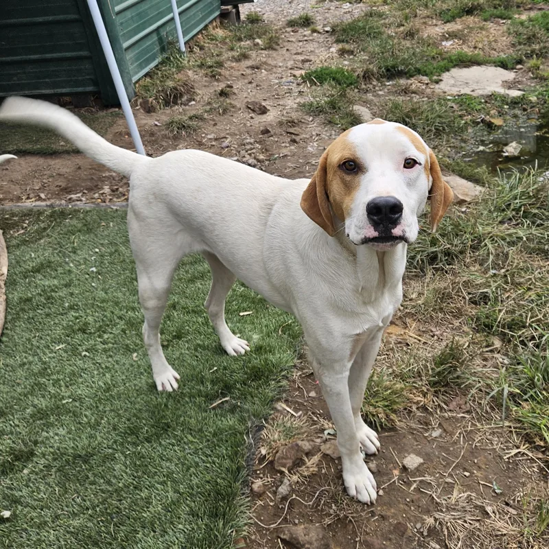 Linus Latte thumbnail 5