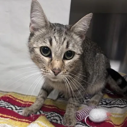 A young medium-sized female Domestic Short Hair cat named Lily for adoption in Merriam, KS