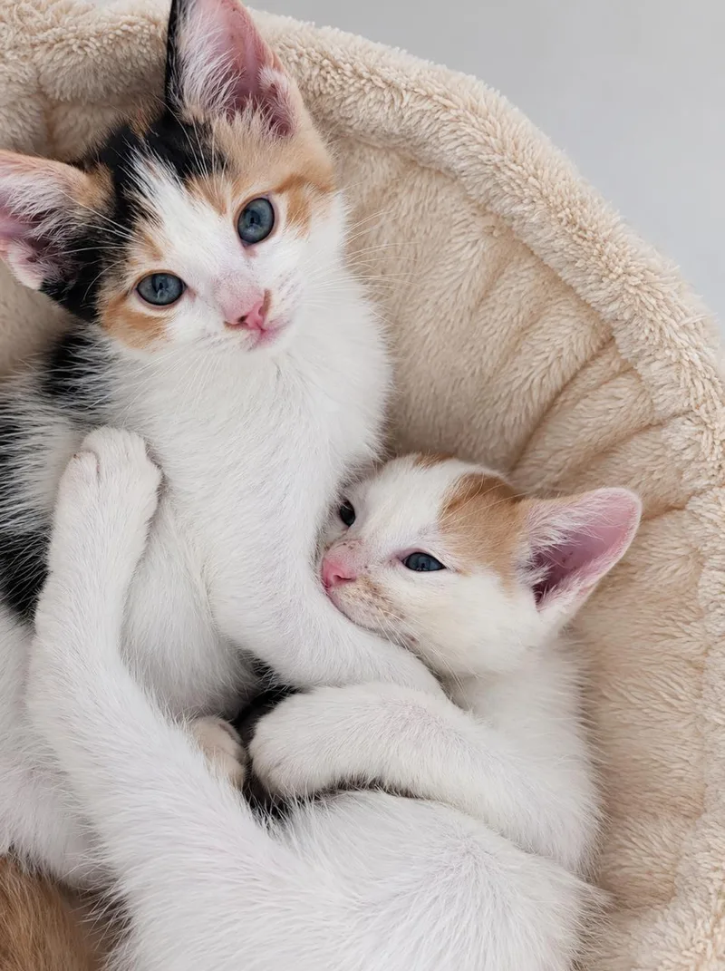 A baby medium-sized female Calico cat named Mousie for adoption in Los Angeles, CA