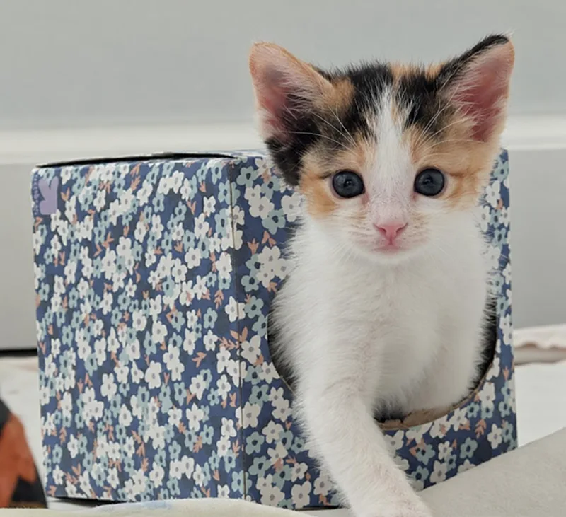 Mousie thumbnail 2