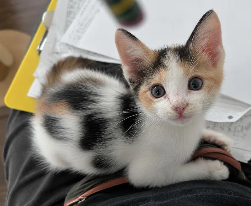 Mousie thumbnail 3