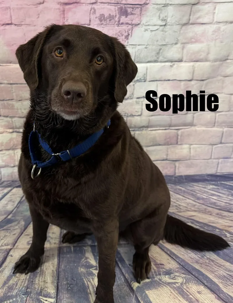 Sophie thumbnail 2