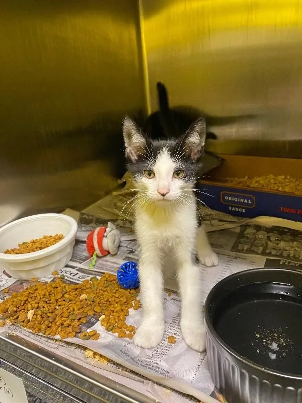 A young medium-sized male Black Domestic Short Hair cat named Heen for adoption in Jackson, TN