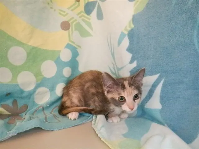 A baby small-sized female Domestic Short Hair cat named Clam for adoption in San Jose, CA