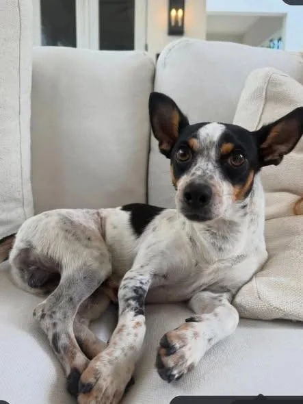 Rufus