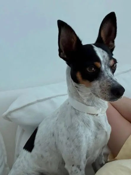 Rufus thumbnail 2