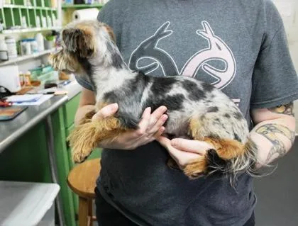 A young small-sized male Yorkshire Terrier dog named Coop for adoption in Picayune, MS