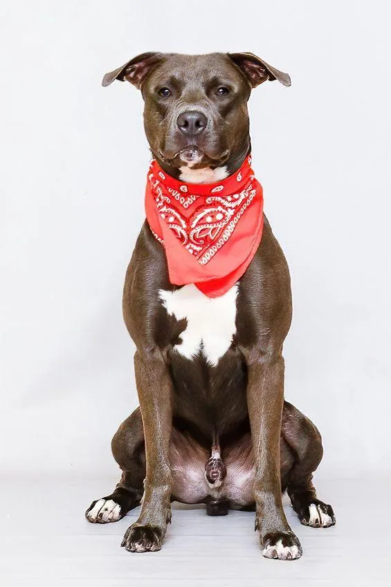 An adult medium-sized male Gray / Blue / Silver Terrier dog named Jaxson for adoption in Sanford, FL