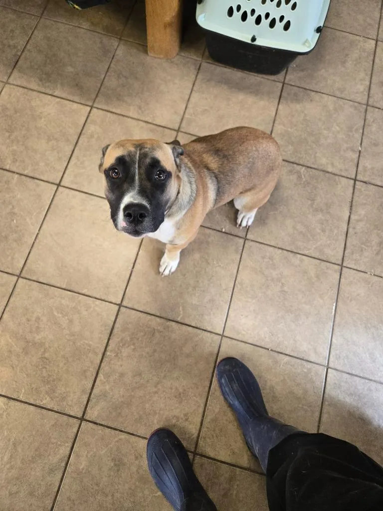A young medium-sized female Mixed Breed dog named Reese for adoption in Marion, OH