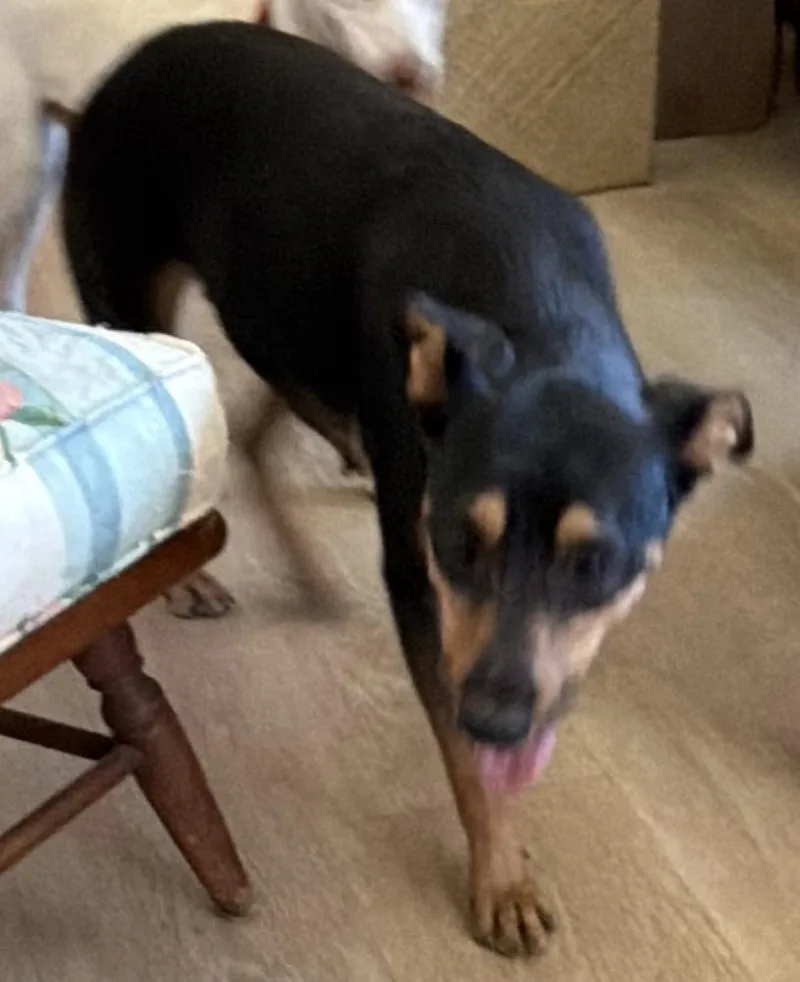 A young medium-sized female Australian Kelpie dog named Maya plus for adoption in Bonita, CA