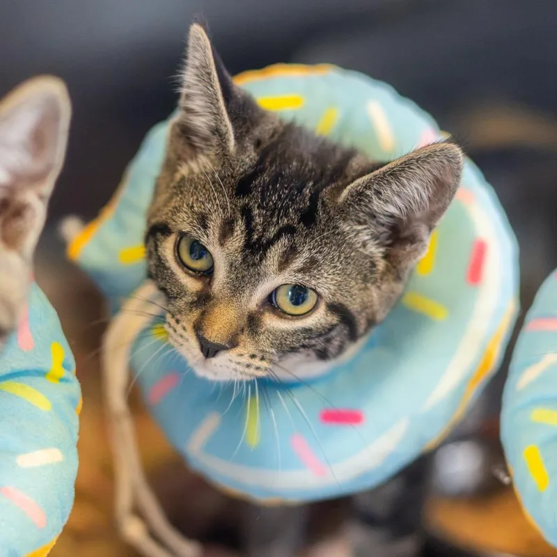 A baby small-sized female Brown / Chocolate Domestic Short Hair cat named Tres Leche for adoption in Newark, DE