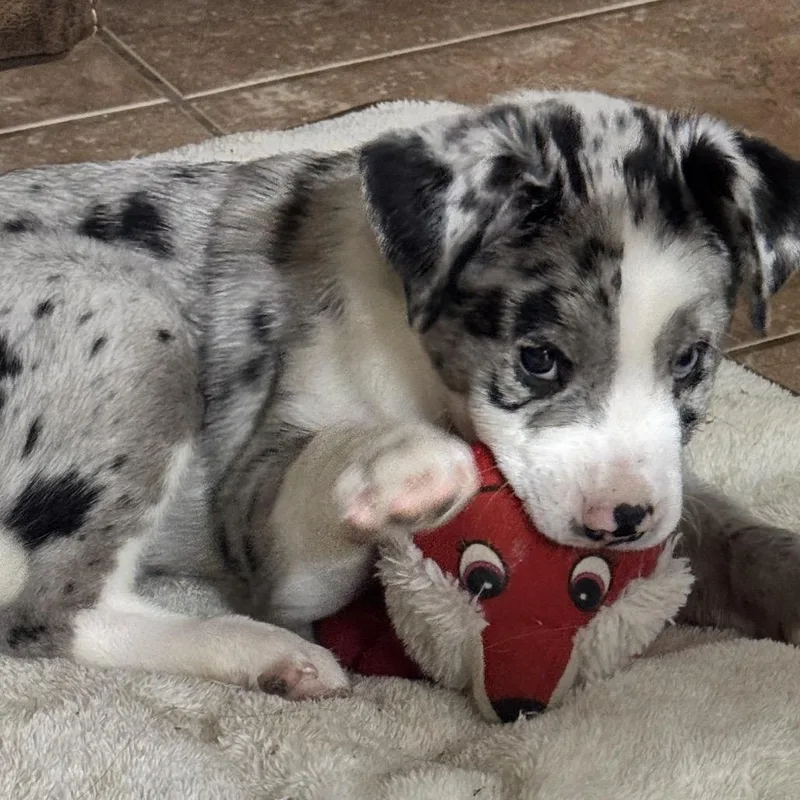 A baby small-sized male White / Cream Catahoula Leopard Dog dog named Max for adoption in San Diego, CA