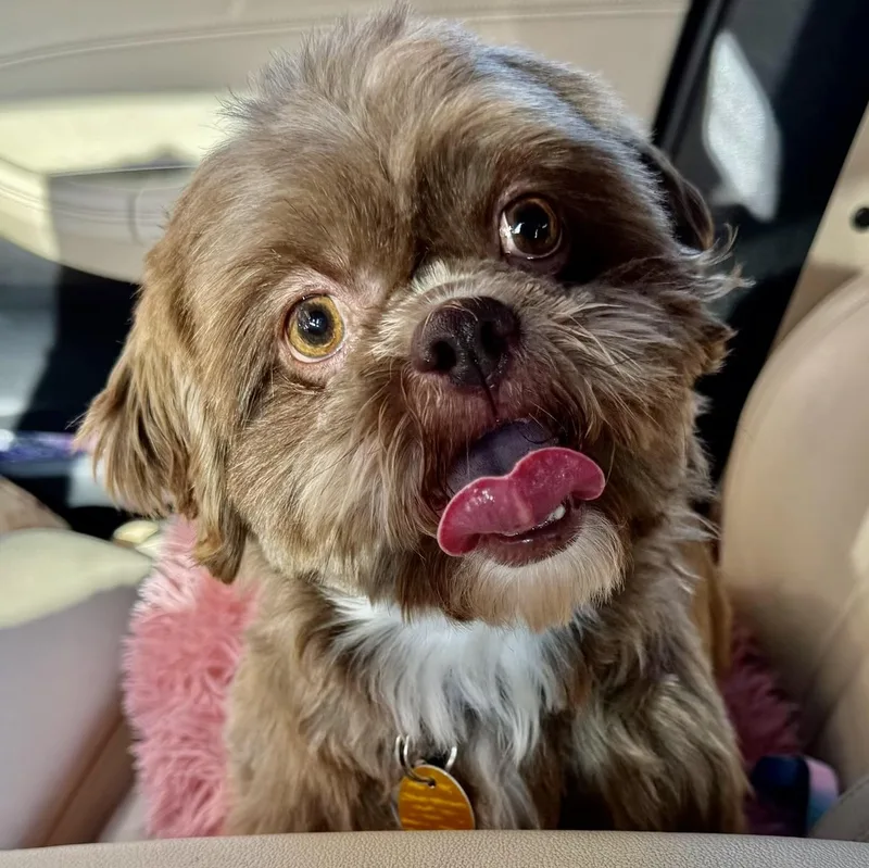 An adult small-sized female Brown / Chocolate Shih Tzu dog named Teeka Miller for adoption in Plano, TX