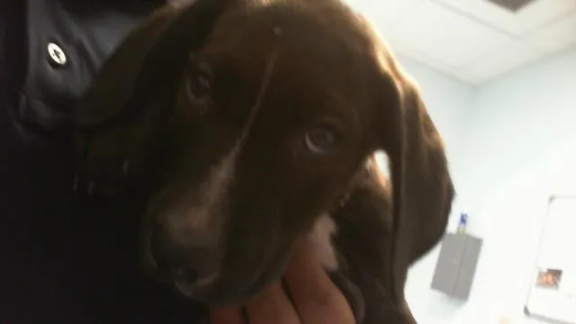 A baby small-sized male Mixed Breed dog named Chase for adoption in Charlotte, NC