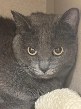 An adult medium-sized female Domestic Short Hair cat named Kaya for adoption in New Hope, PA