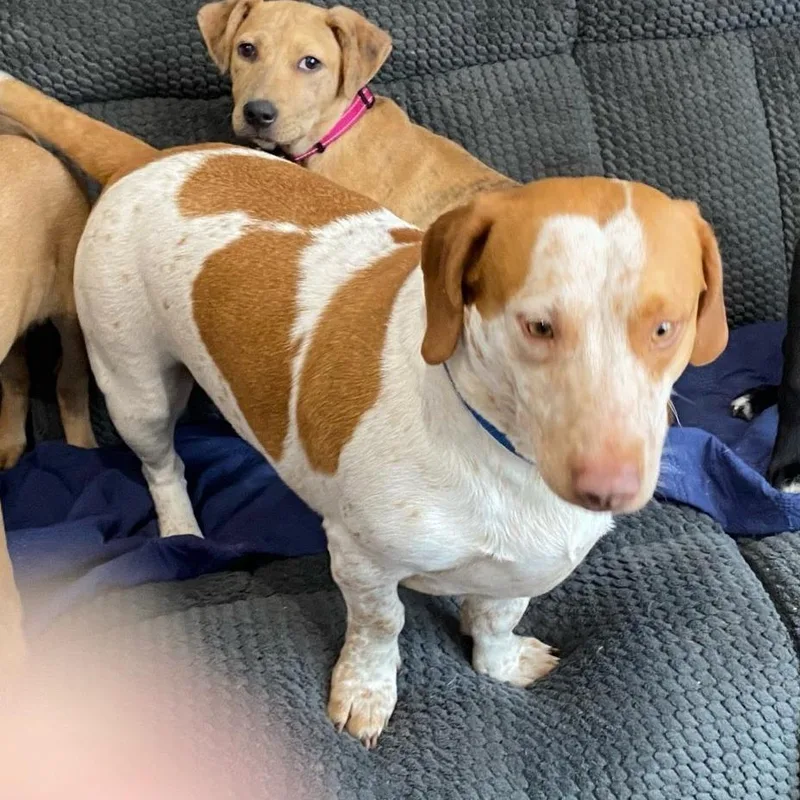 An adult medium-sized male White / Cream Basset Hound dog named Charmander for adoption in South Elgin, IL