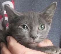 A baby medium-sized female Gray / Blue / Silver Russian Blue cat named Kelly for adoption in Paris, KY