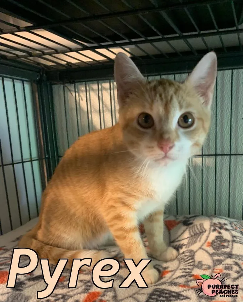 A baby medium-sized female Domestic Short Hair cat named Pyrex for adoption in Douglasville, GA