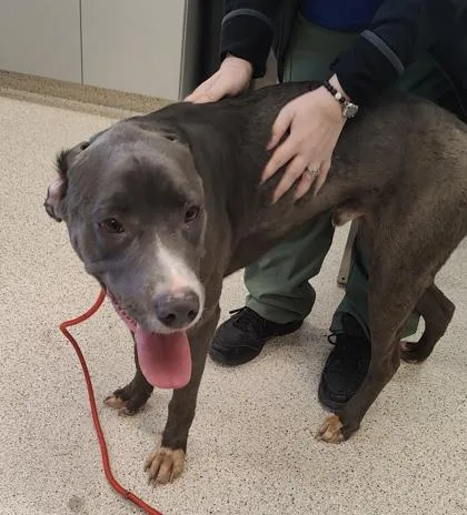 An adult large-sized male Mixed Breed dog named Scrabble for adoption in Lafayette, IN
