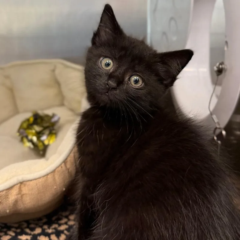 A baby small-sized female Black Domestic Short Hair cat named Void for adoption in Marshall, VA