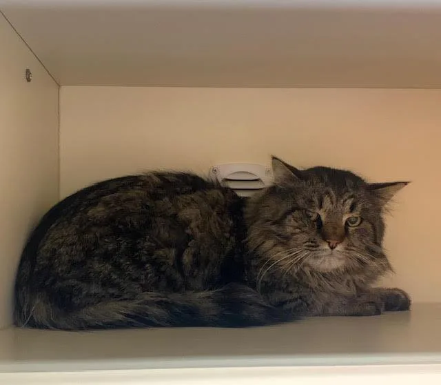 Working Cat: Leo