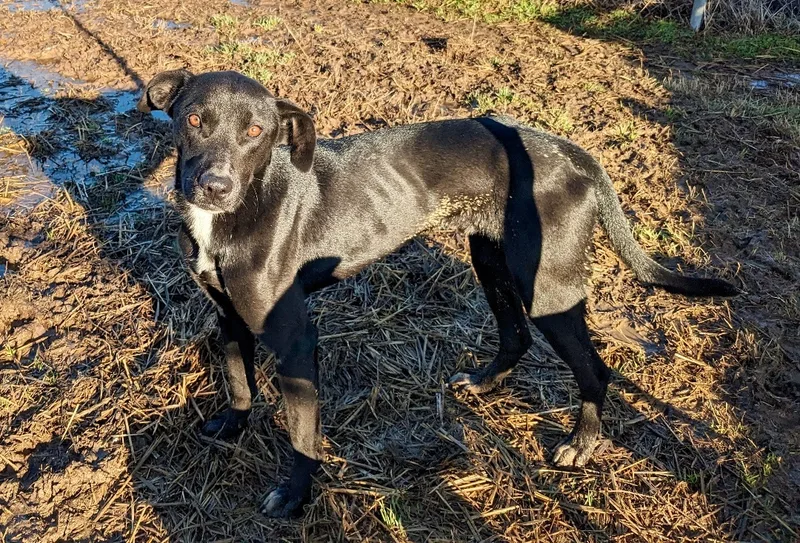 A young medium-sized male Black Black Labrador Retriever dog named Axel for adoption in Manchester, NH