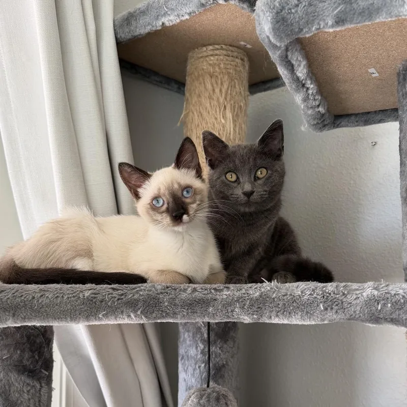 A young medium-sized female White Domestic Short Hair cat named Lady for adoption in Port Richey, FL