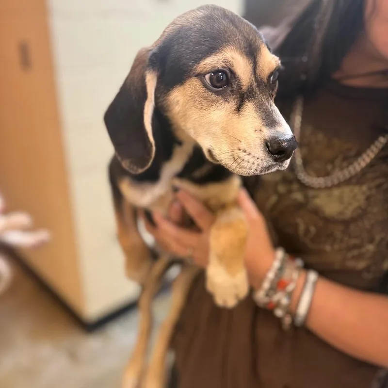 A baby small-sized female Black Mixed Breed dog named Dolly for adoption in Corinth, MS