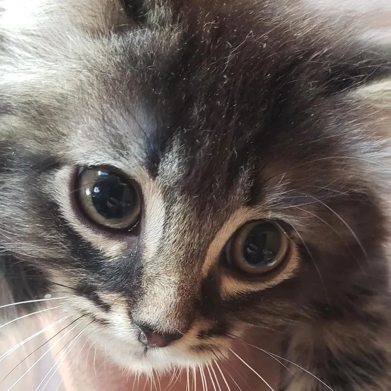 A baby medium-sized male Tabby (Brown / Chocolate) Domestic Short Hair cat named Jonathan for adoption in Silverton, OR