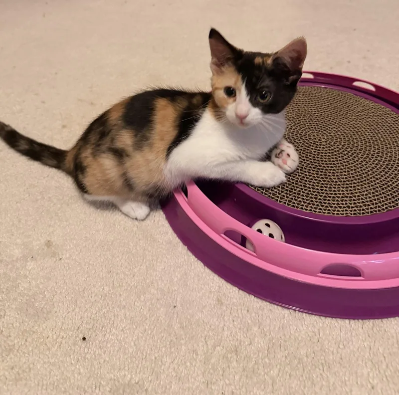 A baby medium-sized female Domestic Short Hair cat named Carmela Fudge for adoption in Broomall, PA