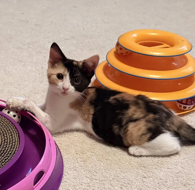 Carmela Fudge thumbnail 3