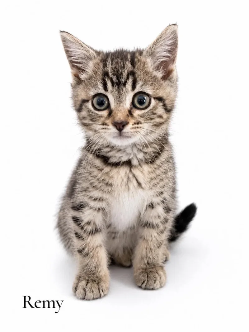 A baby medium-sized male Tabby (Brown / Chocolate) Domestic Short Hair cat named Remy for adoption in Stevensville, MI